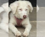 Small #2 Australian Shepherd Mix