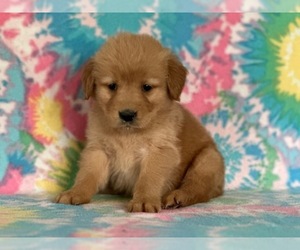 Golden Retriever Puppy for sale in LANCASTER, PA, USA