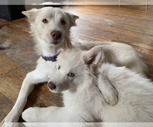 Mother of the Samoyed-Siberian Husky Mix puppies born on 11/27/2021