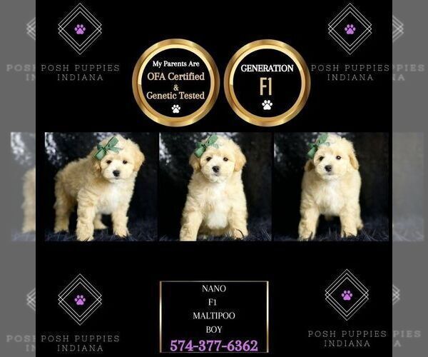 Medium Photo #6 Maltipoo Puppy For Sale in WARSAW, IN, USA