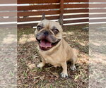 Small Photo #2 French Bulldog Puppy For Sale in Marina Del Rey, CA, USA