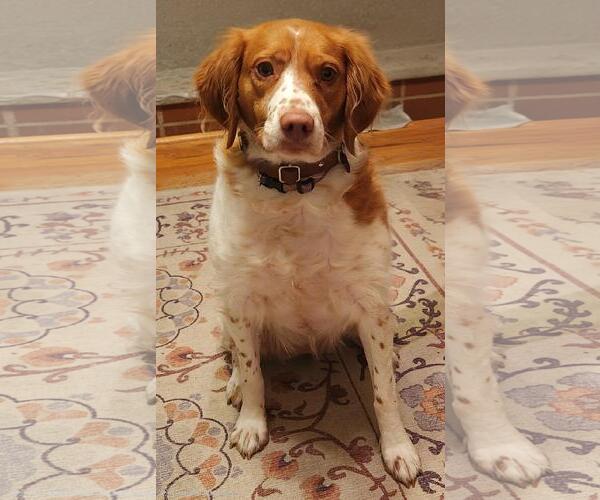 Medium Photo #1 Brittany Puppy For Sale in Curwensville, PA, USA