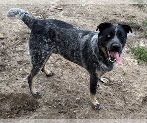 Texas Heeler Dog for Adoption in RICHMOND, Virginia USA