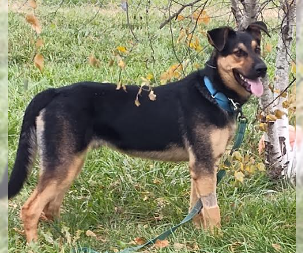 Medium Photo #3 German Shepherd Dog-Unknown Mix Puppy For Sale in Kansas City, MO, USA
