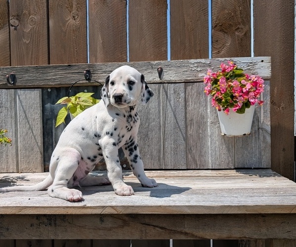 Medium Photo #11 Dalmatian Puppy For Sale in GOSHEN, IN, USA