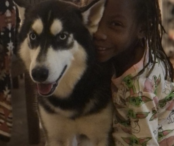 Medium Photo #1 Cane Corso-Siberian Husky Mix Puppy For Sale in SPARTANBURG, SC, USA