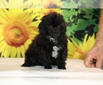 Jasper - Male Poodle (Toy) Puppy for Sale - Photo #4