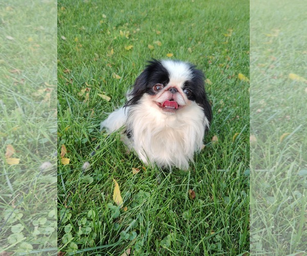 Medium Photo #4 Japanese Chin Puppy For Sale in St. Louis Park, MN, USA