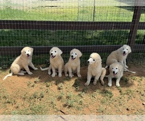 Maremma Sheepdog Puppy for sale in HEREFORD, AZ, USA