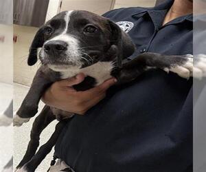 Mutt Dogs for adoption in Conroe, TX, USA