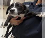 Small Mutt