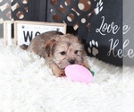 Small #3 Shorkie Tzu