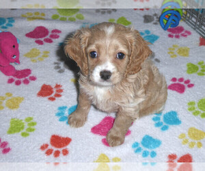 Cocker Spaniel-Poodle (Miniature) Mix Puppy for sale in ORO VALLEY, AZ, USA