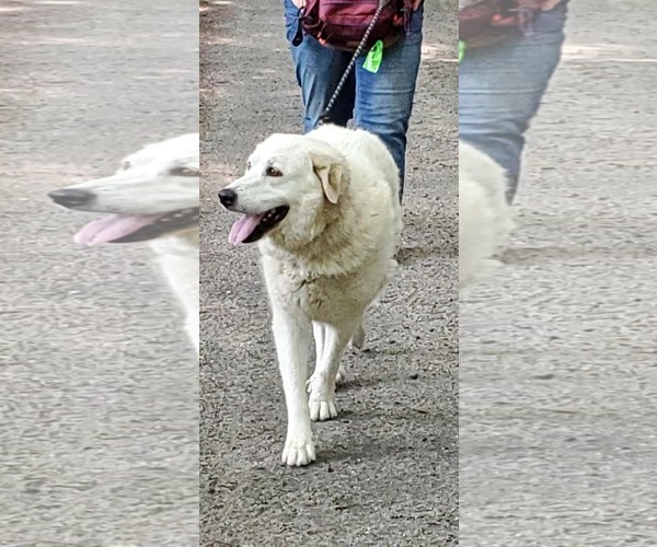 Medium Photo #2 Great Pyrenees Puppy For Sale in Croydon, NH, USA