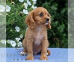Small #3 Cavapoo