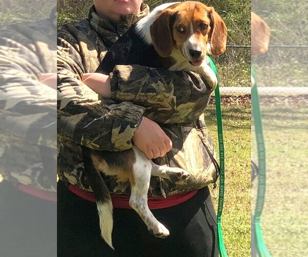 Medium Photo #8 Beagle Puppy For Sale in Dunnellon, FL, USA