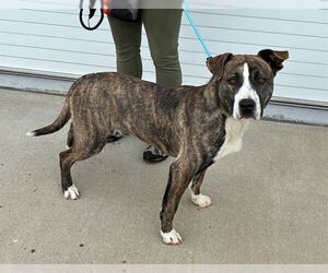 Staffordshire Bull Terrier-Unknown Mix Dogs for adoption in Louisville, KY, USA