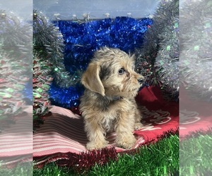 Medium YorkiePoo