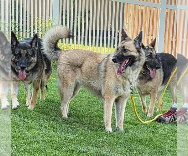 Medium Photo #3 German Shepherd Dog-Unknown Mix Puppy For Sale in Imlay City, MI, USA