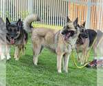 Small Photo #3 German Shepherd Dog-Unknown Mix Puppy For Sale in Imlay City, MI, USA