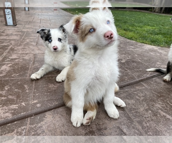 Medium Photo #4 Border Collie Puppy For Sale in CHULA VISTA, CA, USA