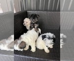 Small Photo #3 Morkie Puppy For Sale in HOLLYWOOD, FL, USA