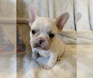 French Bulldog Puppy for sale in JOHNS ISLAND, SC, USA