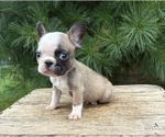 Small #2 French Bulldog