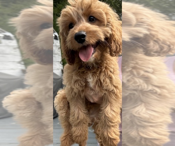 Medium Photo #1 Cavapoo Puppy For Sale in REHOBOTH, MA, USA