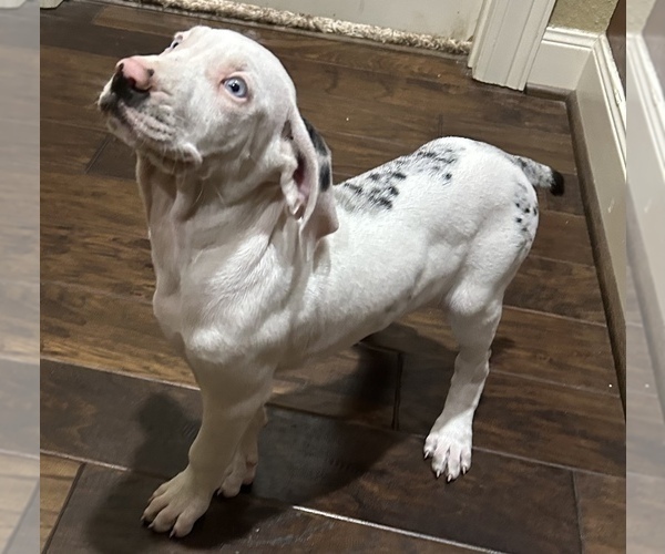 Medium Photo #5 Catahoula Leopard Dog Puppy For Sale in SPRING, TX, USA