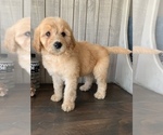 Small Photo #2 Labradoodle Puppy For Sale in DUNN, NC, USA