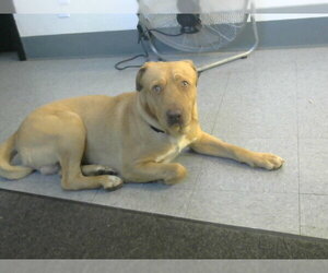 Mutt Dogs for adoption in Big Bear City, CA, USA