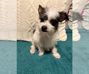 Chihuahua-Unknown Mix Dogs for adoption in Mukwonago, WI, USA