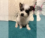 Small Chihuahua Mix