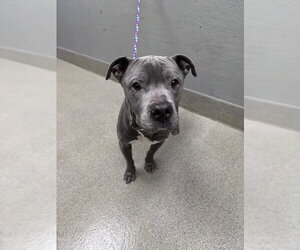 Mutt Dogs for adoption in Las Vegas, NV, USA