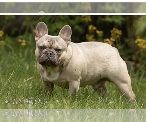 Father of the French Bulldog puppies born on 01/29/2024