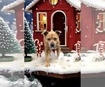Small Photo #1 American Staffordshire Terrier-Labrador Retriever Mix Puppy For Sale in Unionville, PA, USA
