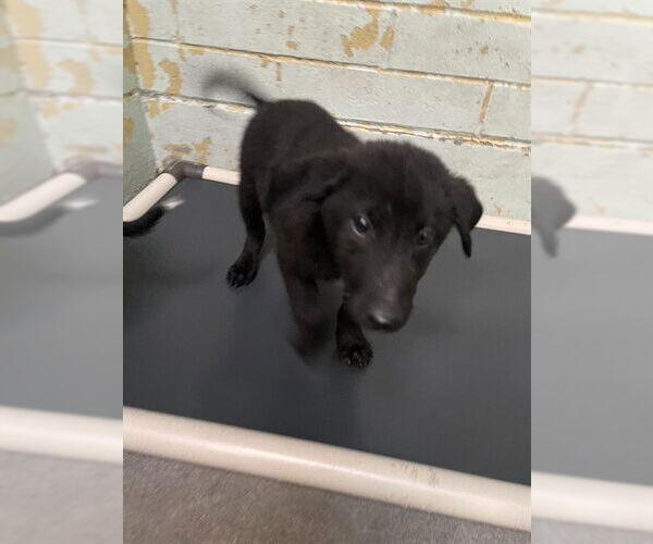 Medium Photo #1 Labrador Retriever Puppy For Sale in Stockton, CA, USA