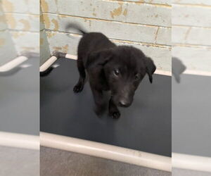 Labrador Retriever Dogs for adoption in Stockton, CA, USA