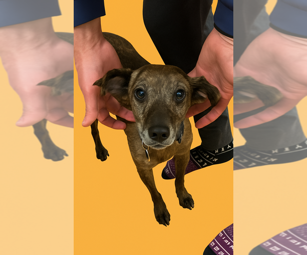 Medium Photo #1 Feist Terrier-Unknown Mix Puppy For Sale in Arlington, VA, USA