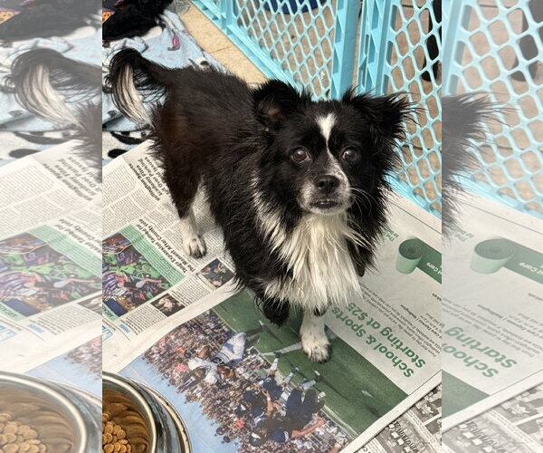 Medium Photo #4 Papillon-Unknown Mix Puppy For Sale in Royal Palm Beach, FL, USA