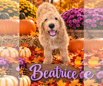 Litter of 4 - Male(s) and Female(s) GoldendoodleLitter of Puppies for Sale - Small photo