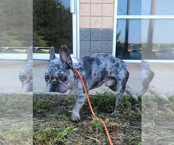 Medium Photo #1 French Bulldog Puppy For Sale in New York, NY, USA