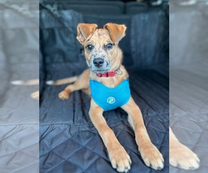 Toni - Female Border Collie-Unknown Mix Dog for Adoption - Photo #2