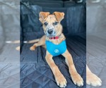 Small Photo #2 Border Collie-Unknown Mix Puppy For Sale in Des Moines, IA, USA