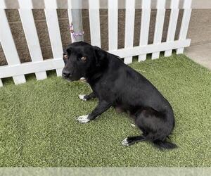 Border Collie-Unknown Mix Dogs for adoption in Modesto, CA, USA
