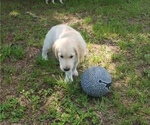Small #7 English Cream Golden Retriever