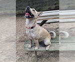 Small #2 Red Heeler Mix