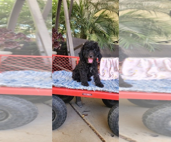 Medium Photo #9 Labradoodle Puppy For Sale in FRESNO, CA, USA