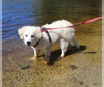 Small #3 Great Pyrenees